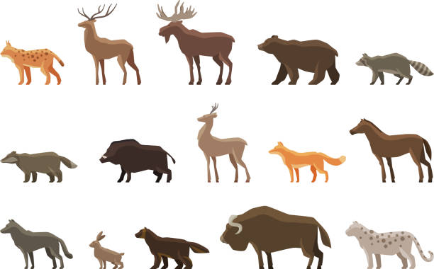 Animals icon set. Vector symbols such as lynx, deer, elk Animals icon set. Vector symbols lynx, deer, elk, bear, raccoon, badger, wild boar, roe deer, fox horse wolf hare musk ox snow leopard wolverine taxidermy cat stock illustrations