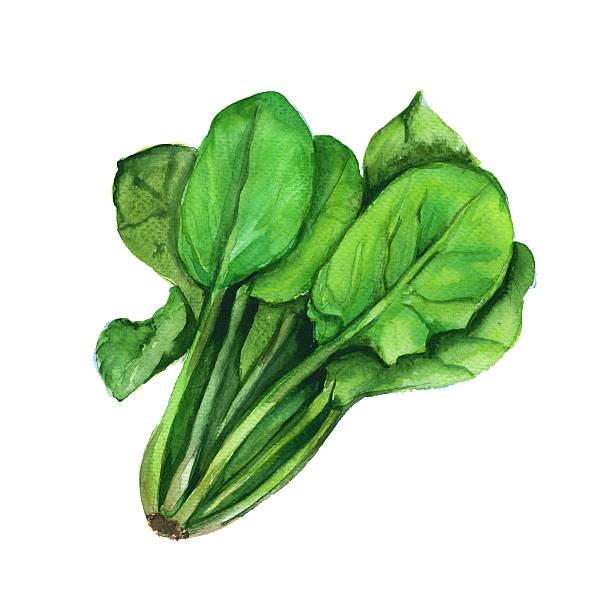 ilustrações de stock, clip art, desenhos animados e ícones de spinach. isolated on a white background. watercolor illustration. - espinafres