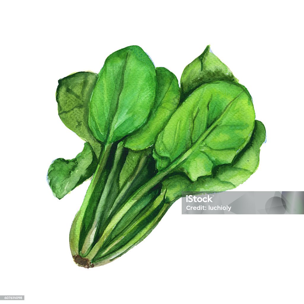 Spinach. Isolated on a white background. Watercolor illustration. Spinach stock illustration