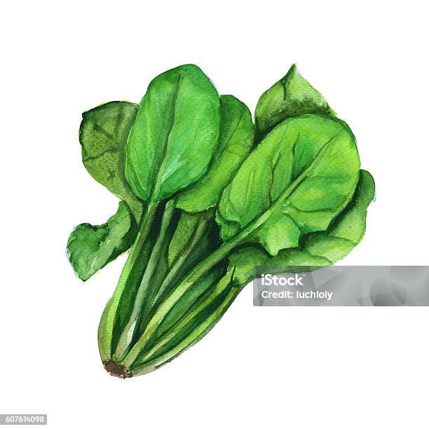 Spinach Isolated On A White Background Watercolor Illustration Stock Illustration - Download Image Now