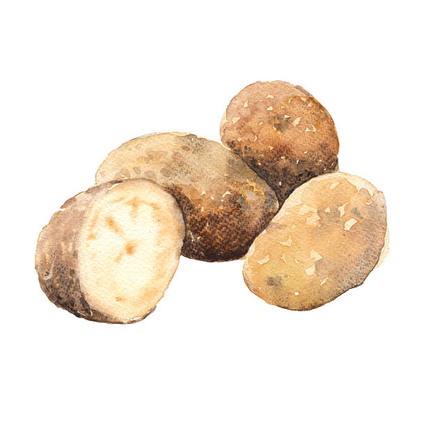 картофель. изолированные на белом фоне. акварея иллюстрация. - raw potato isolated vegetable white background stock illustrations