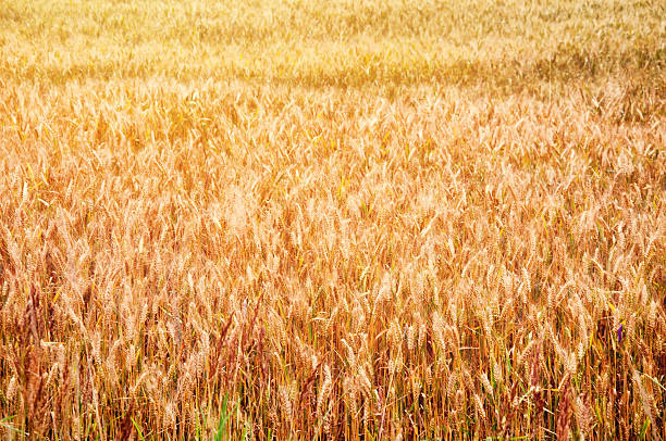 istock Wheat fields in the middle of the day 607614330