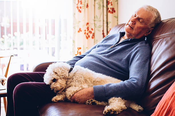 après-midi sieste avec le chien - senior adult dog nursing home pets photos et images de collection