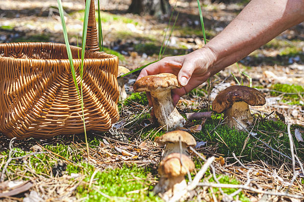 istock Female hand holding big boletus in forest clearings 607617674