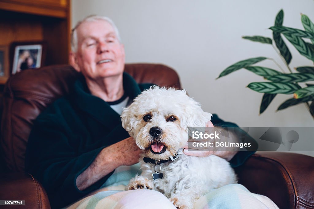 Senior Man and his Dog Senior man sitting at home with his pet Shih Tzu dog on his knee. Senior Adult Stock Photo