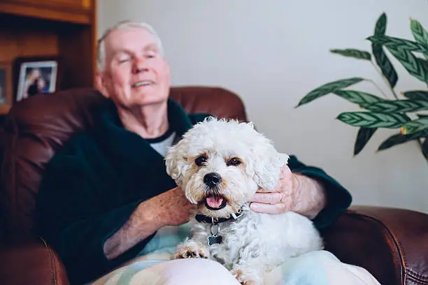 Senior man sitting at home with his pet Shih Tzu dog on his knee.