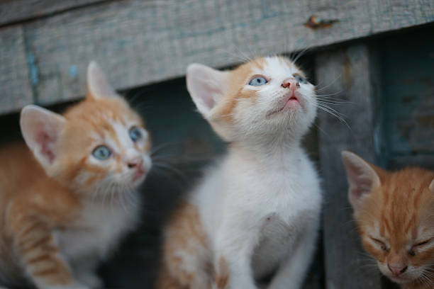 istock Homeless Cats and kittens in an old boat 607617830