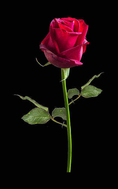 istock rose flower nature red rose isolated on black background 607618226