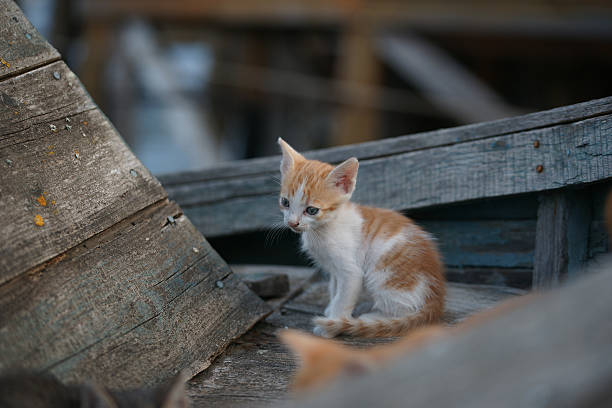 Homeless Cats and kittens in an old boat Homeless Cats and kittens in an old boat in the Bulgarian town of Pomorie pomorie stock pictures, royalty-free photos & images