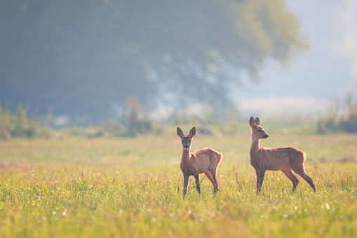 Fawn of the roe deer in the meadow
