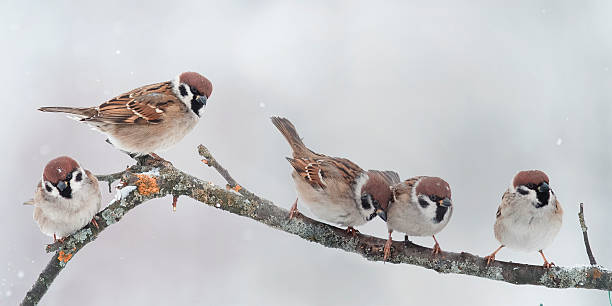 istock birds sitting on a branch during a snowfall 607618684