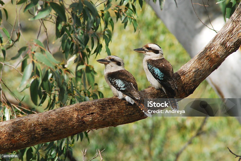 Kookaburras Pair of Wild Australian birds perched on gum tree branch Kookaburra Stock Photo