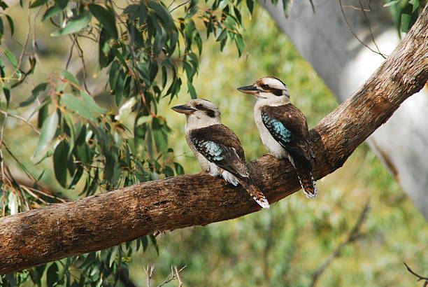 Kookaburras Pair of Wild Australian birds perched on gum tree branch kookaburra stock pictures, royalty-free photos & images