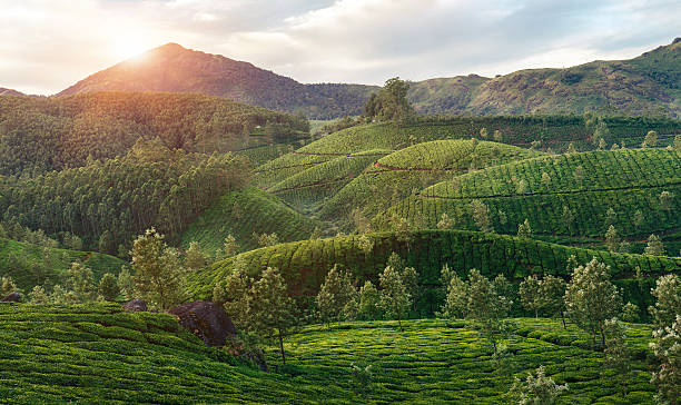 istock Green valleys of mountain tea plantations in Munnar 607619246