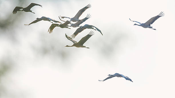 istock Common crane [Grus grus] through the trees in the sky 607619534