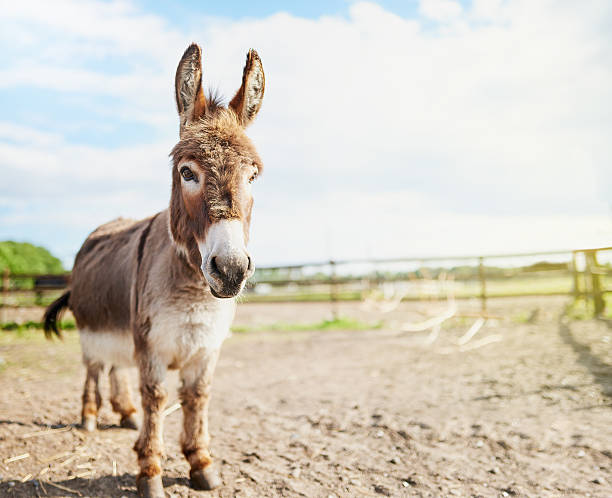 Full length shot of a donkey standing outside on a farm