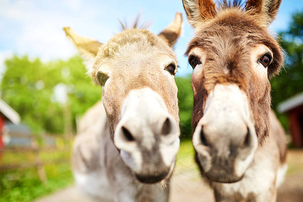Is that a carrot in your pocket? Closeup shot of two donkeys on a farm mule stock pictures, royalty-free photos & images