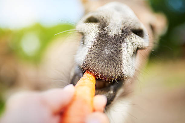 istock Carrots are his favourite snack 607620162