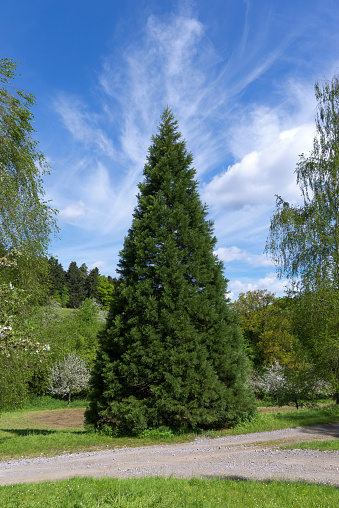 Young conical sequoia in spring on a footpath in rural landscape