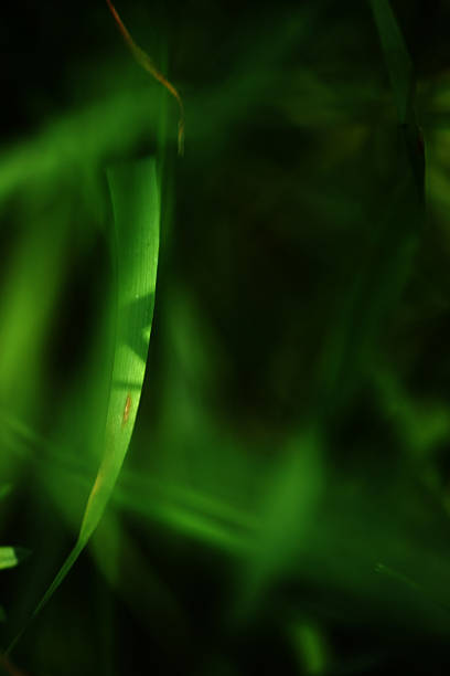 istock Blades of grass close-up 607621176