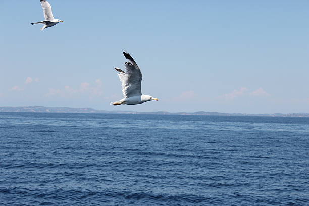 istock Seagull flying above the sea on a blue background 607622874