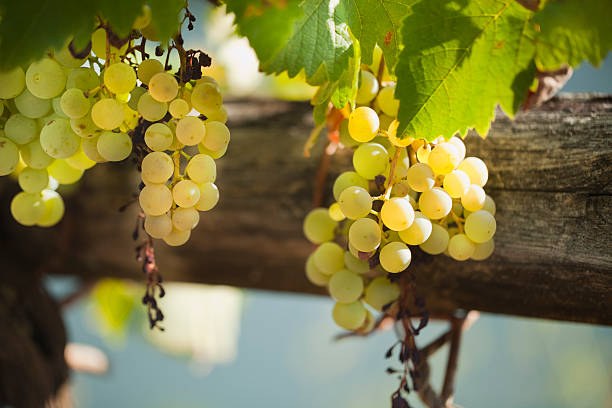 grappes de raisin blanches dans le vignoble au crépuscule. - winemaking grape harvesting crop photos et images de collection