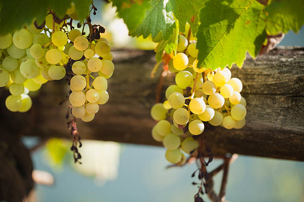 grappoli d'uva bianca in vigna al crepuscolo. - winemaking grape harvesting crop foto e immagini stock