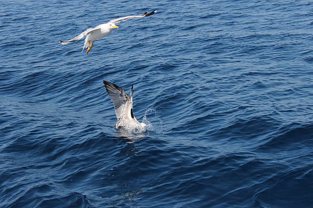 istock Seagull flying above the sea on a blue background 607623672