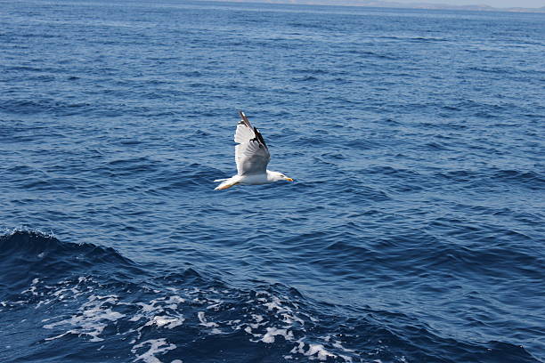 istock Seagull flying above the sea on a blue background 607630666