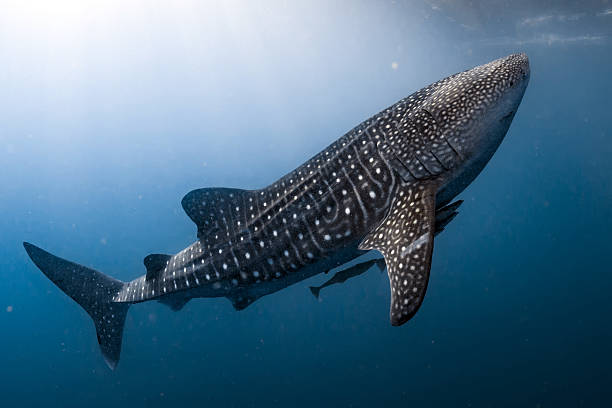 Whale Shark coming to you underwater close up portrait stock photo