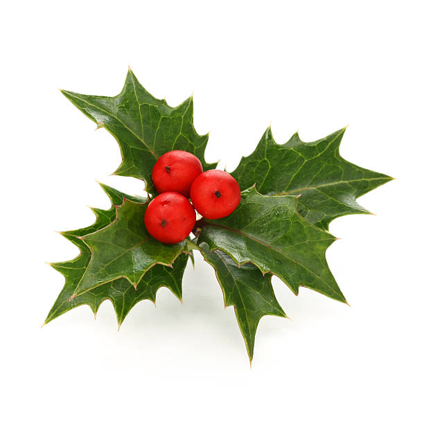 christmas holly berry leaves, chritmas icon