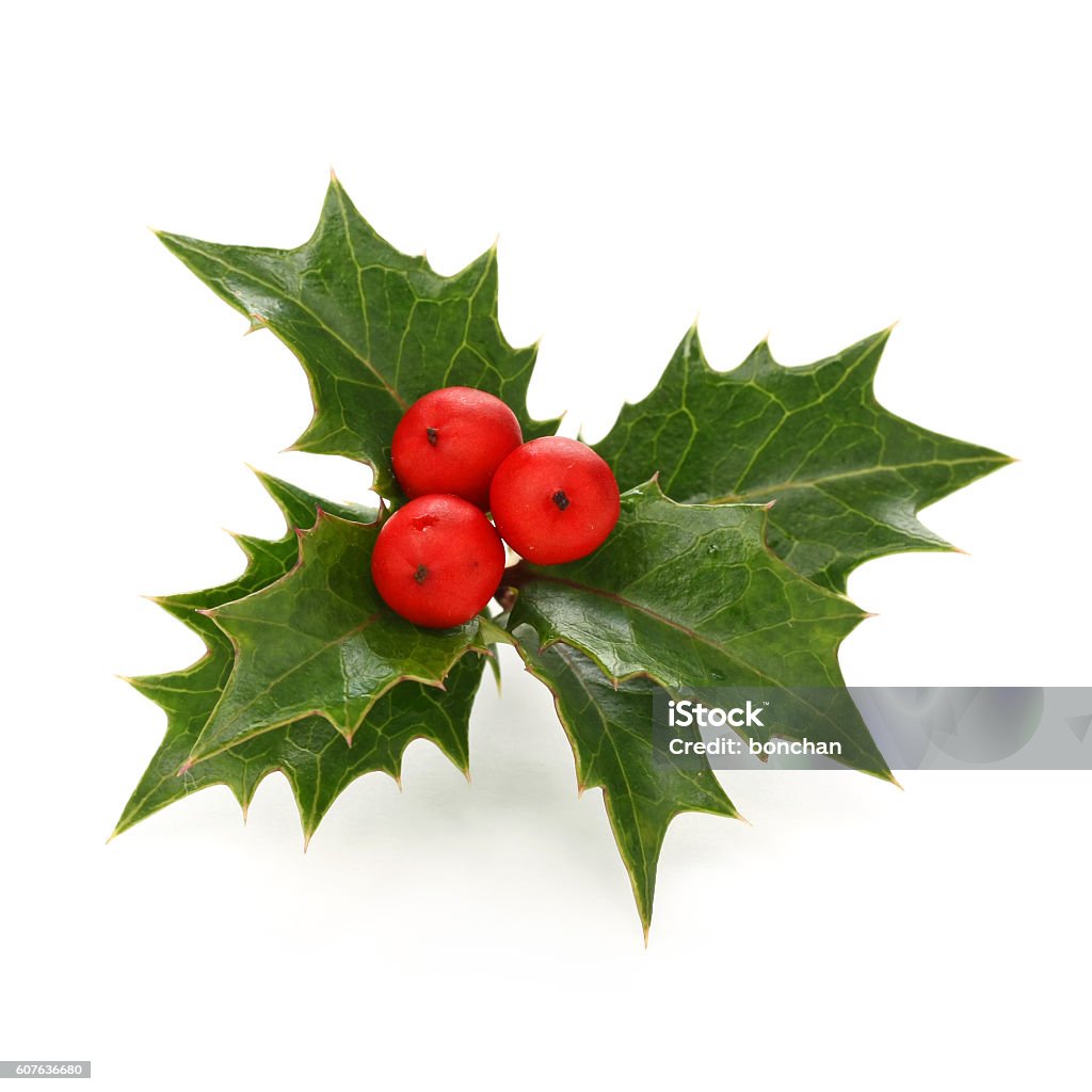 christmas holly berry leaves, chritmas icon christmas holly berry leaves, chritmas icon isolated on white background Holly Stock Photo