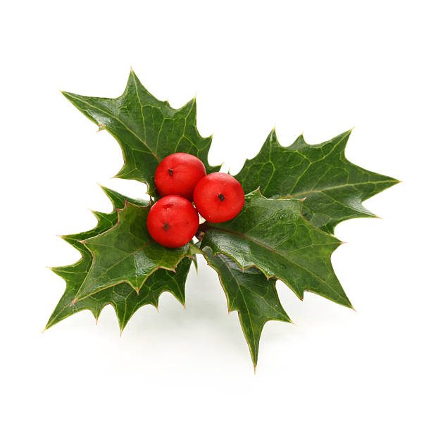 christmas holly berry leaves, chritmas icon stock photo