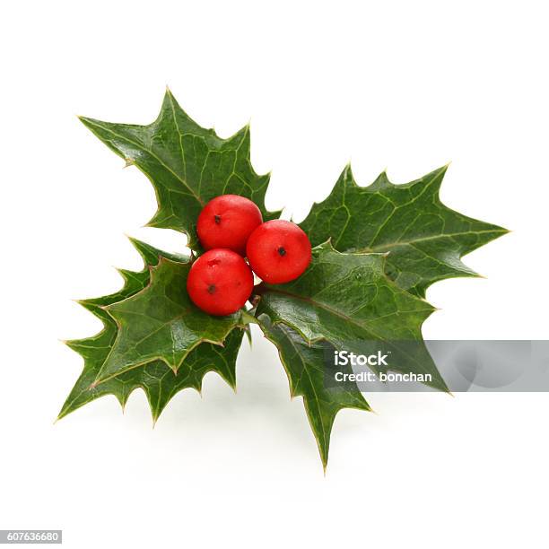 Christmas Holly Berry Leaves Chritmas Icon Stock Photo - Download Image Now - Holly, Christmas, White Background