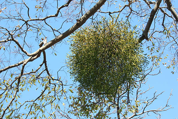 istock christmas mistletoe, kissing ball 607641034
