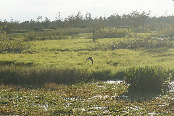 istock birds in the swamp 607645996