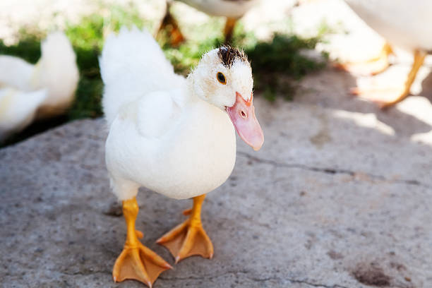 istock White duck photographed from a close distance 607646704