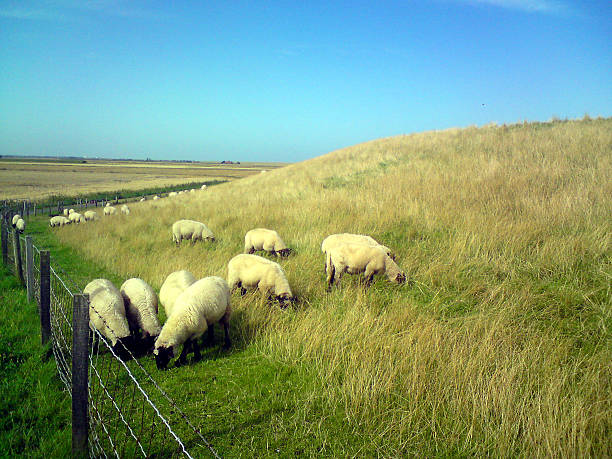 istock Sheep on the North Sea coast 607648550