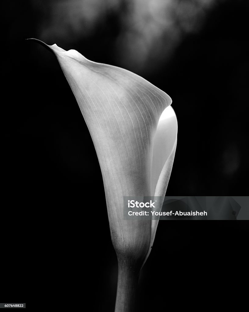 Calla lily white flower Black And White Stock Photo
