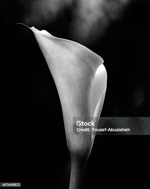 Calla Lily White Flower Stock Photo - Download Image Now - Black And White, Flower, Photography