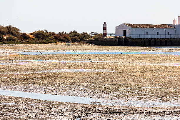 pássaros no parque nacional na região de faro, portugal - wave salt surf sea - fotografias e filmes do acervo