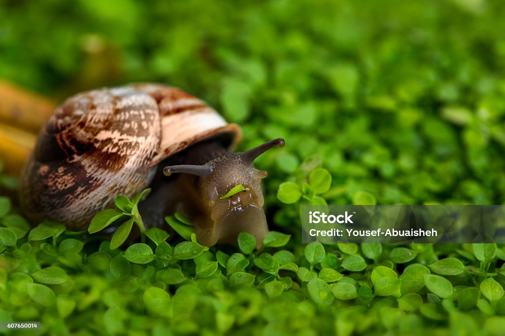 Snail Eating Grass Snail Stock Photo