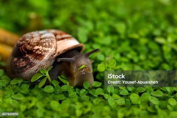 Snail Eating Grass Stock Photo - Download Image Now - Snail, Escargot, Garden Snail