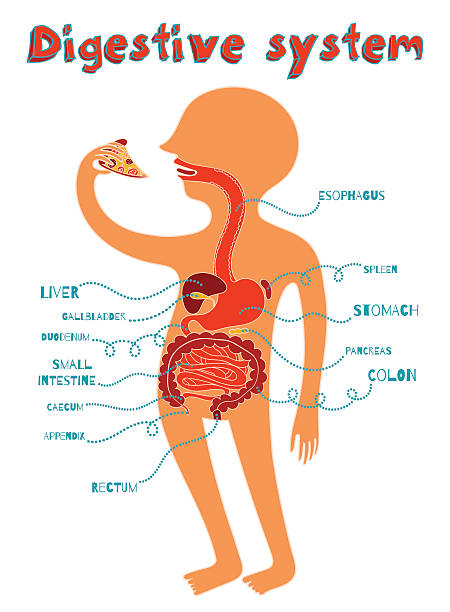 vector illustration of human digestive system for kids vector art illustration