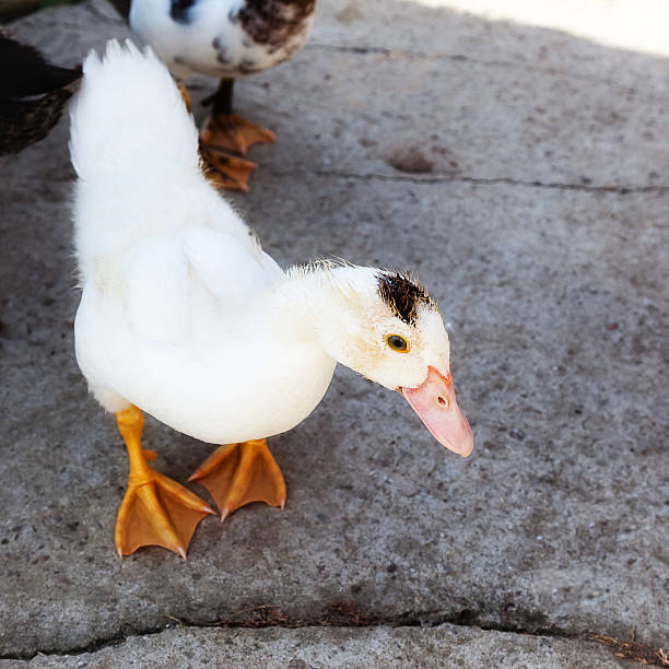 istock White duck photographed from a close distance 607651926
