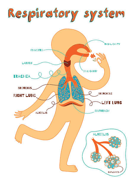 vector cartoon illustration of human respiratory system for kids vector art illustration
