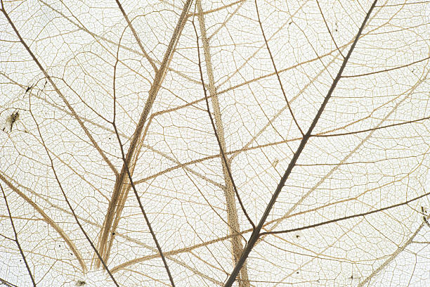 istock Vein of Dry Leaf 607653018