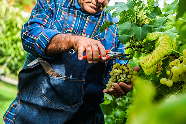 istock Farmer harvesting the grapes in a vineyard 607653428