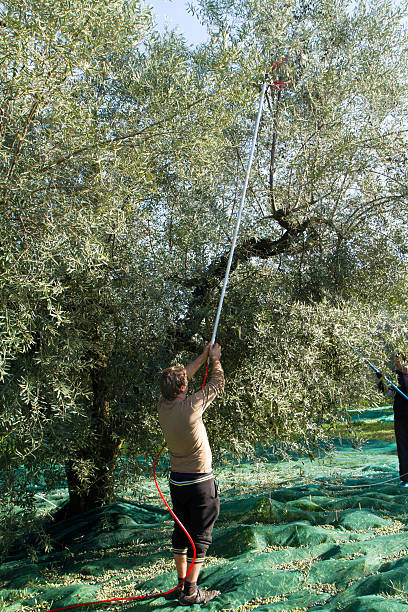 istock olive picking during the harvesting season 607654358