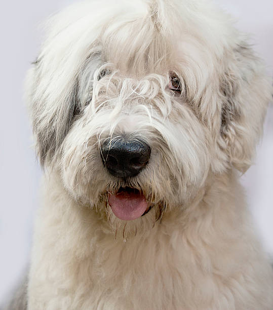 istock The Old English Sheepdog 607729990